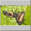 Marienkaeferlarven und Verpuppung - Harmonia axyridis 01.jpg